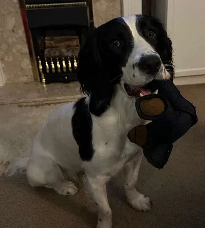 🔥🧸2026 New Bear Toys for strong chewers